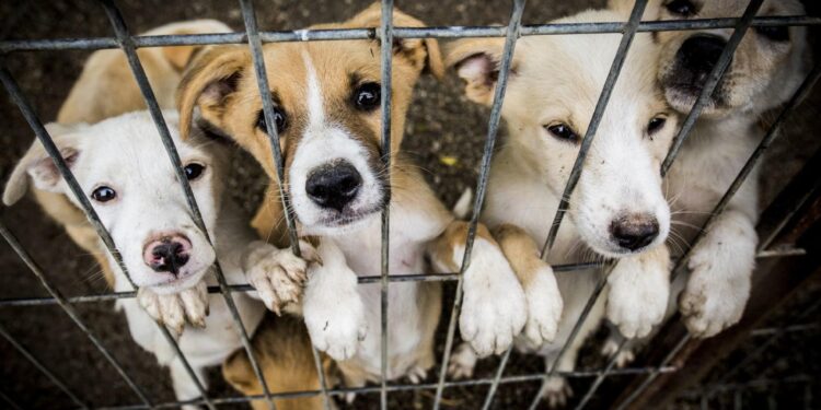 Georgia animal shelters prepare for possible increase in surrenders once tariffs set in – Atlanta News First
