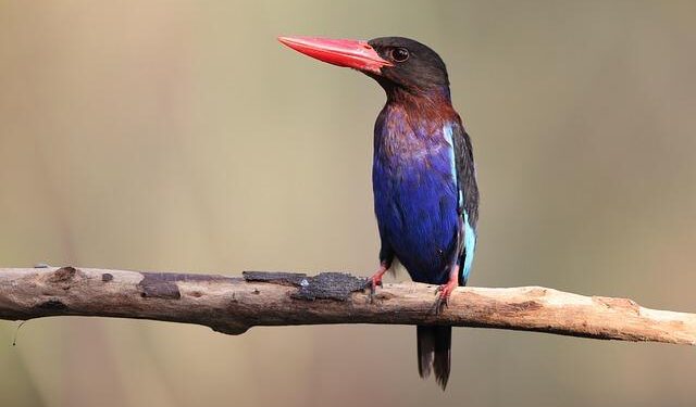 Southeast Asia welcomes water festivals, but Myanmar’s celebrations damped by earthquake aftermath – bne IntelliNews