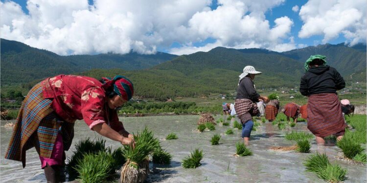 Bhutan promotes quinoa to fight noncommunicable diseases – Nation Thailand