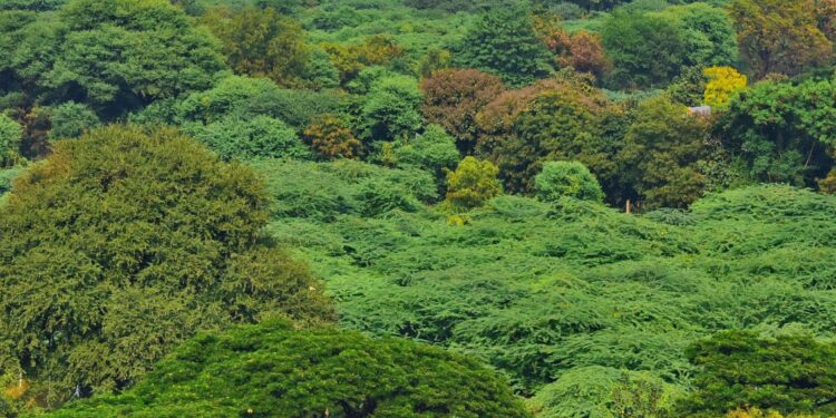 India’s forests are disappearing, but not on paper – Dialogue Earth