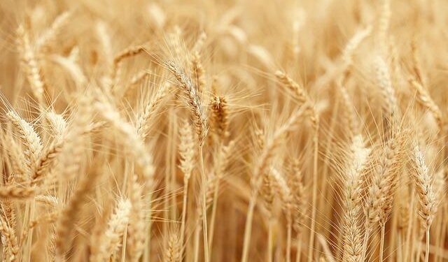 First wheat shipment since Assad’s ouster arrives in Syria’s Latakia – Reuters