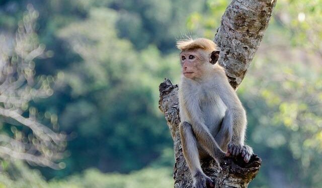 Sri Lanka’s consumer prices drop 1.9% in March y/y – TradingView