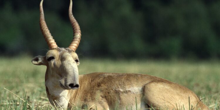 Saving saiga in Kazakhstan’s ‘Golden Steppe’ – CNN