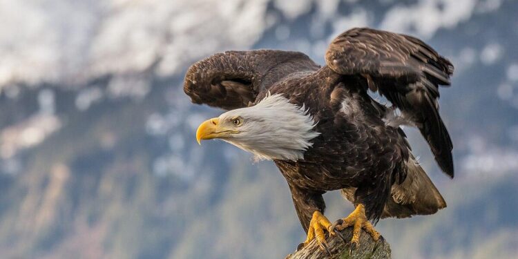 Bald eagle rescued at Jordan Lake by local photographer and officer – WRAL.com