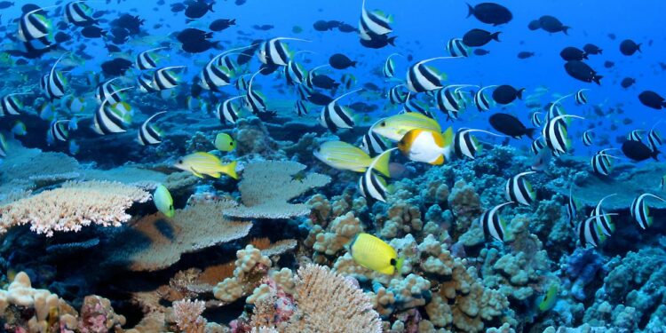 I Helped Restore Coral Reefs on Vacation in the Maldives — Here’s How You Can, Too – Travel + Leisure