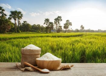 Rice Production on the Rise in Turkmenistan – The Times Of Central Asia
