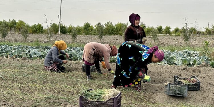 Uzbek Farmers Say They’re Being Forced To Surrender Land To Chinese Firms – Radio Free Europe/Radio Liberty