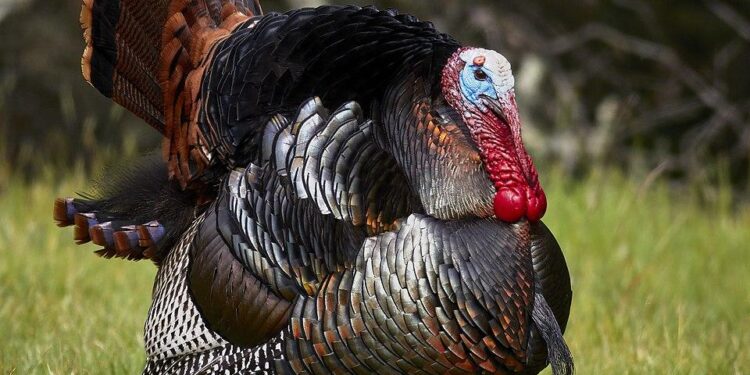 Turkey’s beautiful city with 34C heat that’s ‘better’ than Istanbul – Daily Express