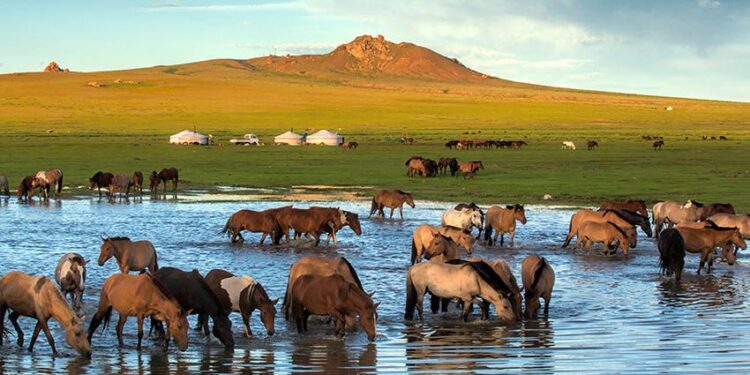 Expert Meeting Shapes the Curriculum for a Holistic Mongolia Heritage Programme – UNESCO