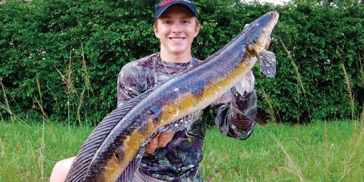 Predatory snakehead fish poses invasive threat after sighting in Sri Lanka reservoir – Mongabay