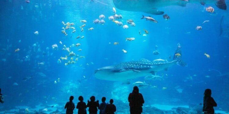 Georgia Aquarium worker charged with 66 counts of possessing child porn, police say – WSB-TV