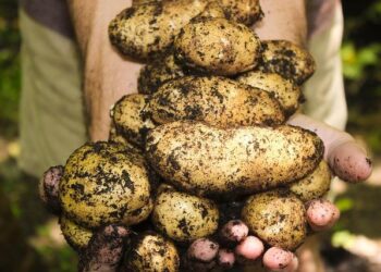 Bumper Potato Harvest in Munshiganj, Bangladesh Boosts Production Beyond Targets – PotatoPro