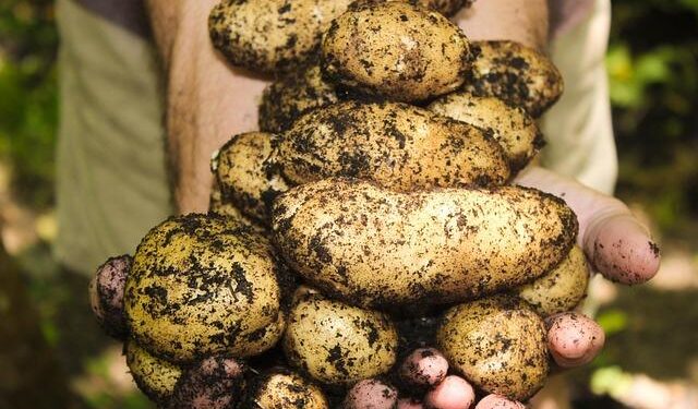Bumper Potato Harvest in Munshiganj, Bangladesh Boosts Production Beyond Targets – PotatoPro