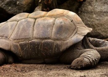 Thailand airport officials bust teenager with $9,000 worth of tortoises under her shirt – Yahoo