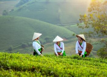 Vietnam cements status as world’s No.2 coffee producer, robusta powerhouse – Asia News Network