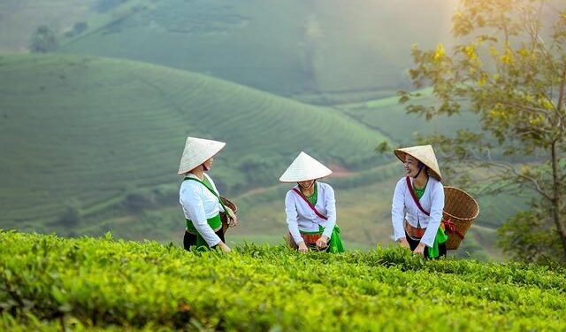 Vietnam cements status as world’s No.2 coffee producer, robusta powerhouse – Asia News Network