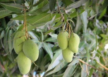 Indian Mangoes Arrive in Seattle, Marking Sweet Success of ‘Mango Diplomacy’ – Open Magazine