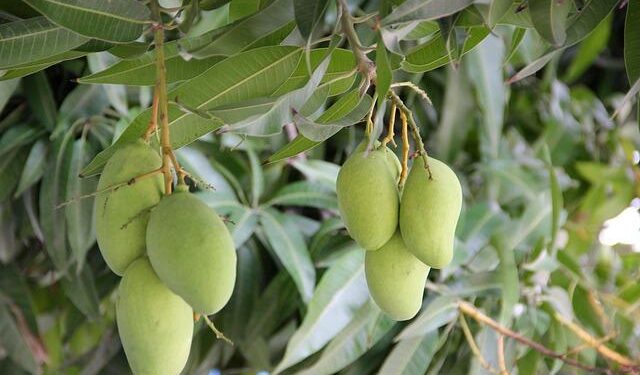 Indian Mangoes Arrive in Seattle, Marking Sweet Success of ‘Mango Diplomacy’ – Open Magazine