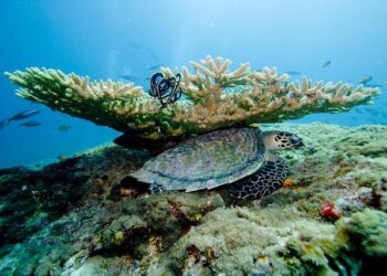 After 6 Dead in a Maldives Diving Tragedy, the Safety Lessons We Need to Take Away – Outside Magazine