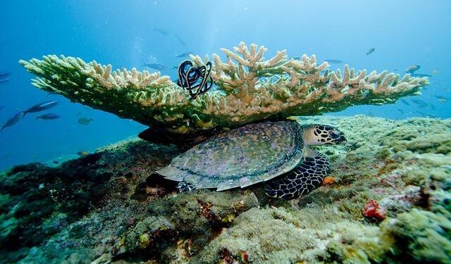 After 6 Dead in a Maldives Diving Tragedy, the Safety Lessons We Need to Take Away – Outside Magazine