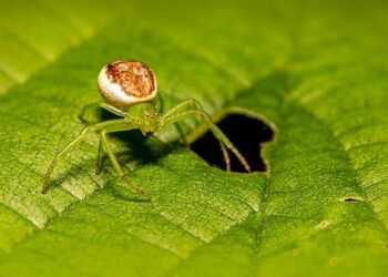 Finnish researchers identifies ancient crab-clawed bug in Myanmar – Scandasia