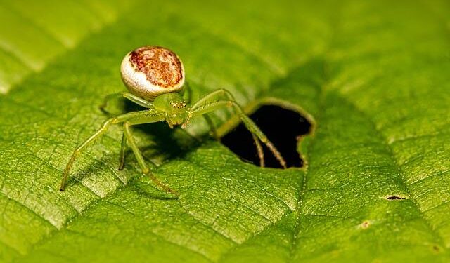 Finnish researchers identifies ancient crab-clawed bug in Myanmar – Scandasia