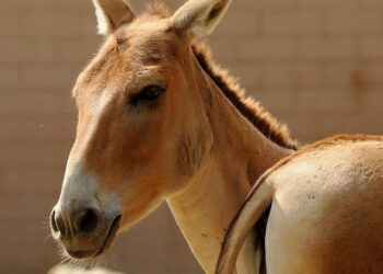 First Wild Onager Birth Recorded in Saudi Arabia in 100 Years – cairoscene.com