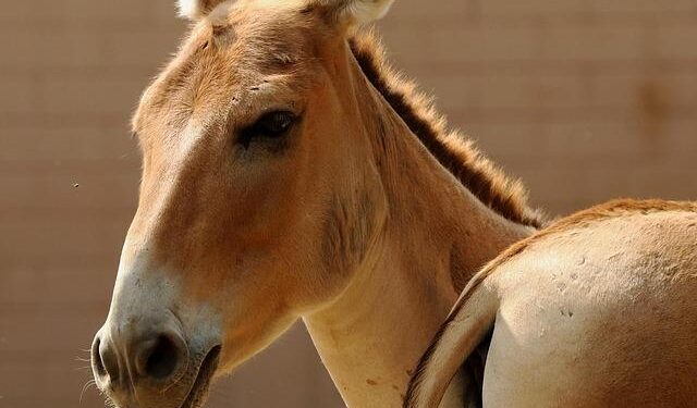First Wild Onager Birth Recorded in Saudi Arabia in 100 Years – cairoscene.com