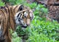 A rare tiger sighting in Bhutan – World Wildlife Fund