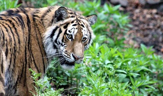 A rare tiger sighting in Bhutan – World Wildlife Fund