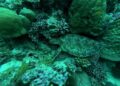 Maldives diver dies in operation to recover bodies of Italians from cave – The Guardian