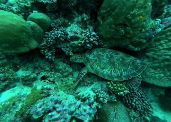 Maldives diver dies in operation to recover bodies of Italians from cave – The Guardian