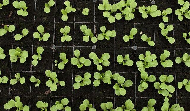 Call for EOIs: Cooperating Partners for Food Security and Emergency Response (Lao PDR) – fundsforNGOs
