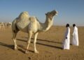 How Saudi Arabia and Qatar Benefited From Rule Changes to Reach the World Cup – The New York Times